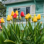 How to Get Your Charlotte Rental Property Ready for Spring Tenants