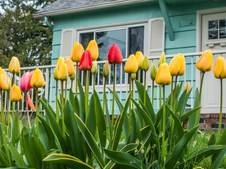How to Get Your Charlotte Rental Property Ready for Spring Tenants