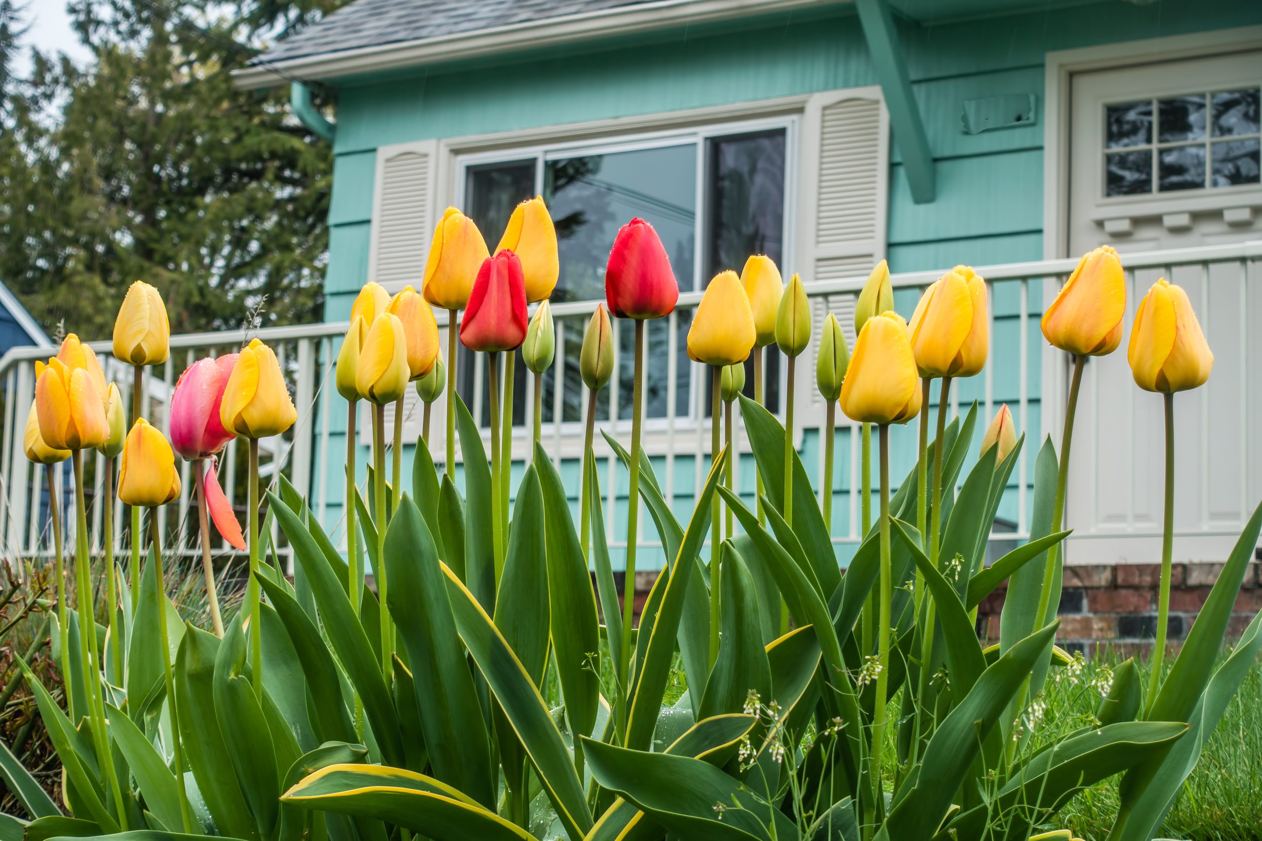 How to Get Your Charlotte Rental Property Ready for Spring Tenants