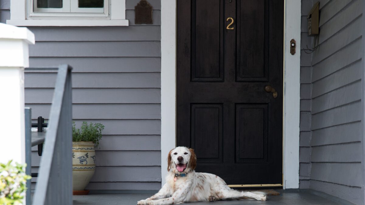 Should You Allow Pets in Your Rental Property? What Charlotte Owners Should Know