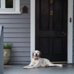 Should You Allow Pets in Your Rental Property? What Charlotte Owners Should Know