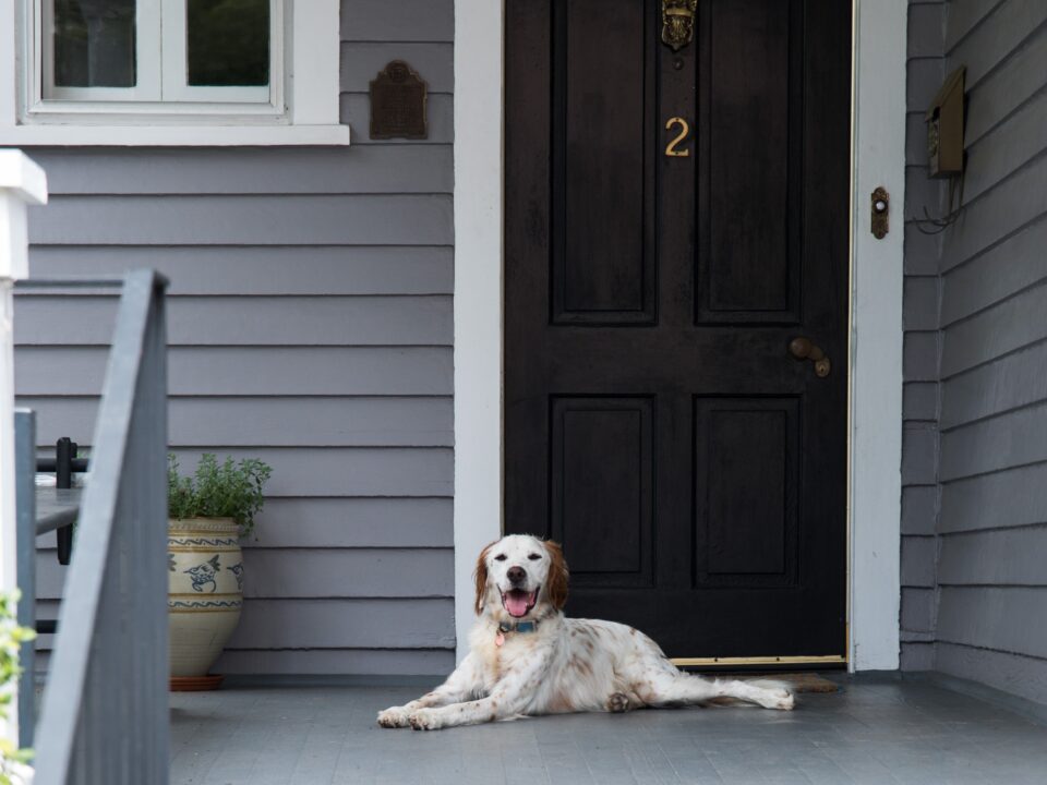 Should You Allow Pets in Your Rental Property? What Charlotte Owners Should Know