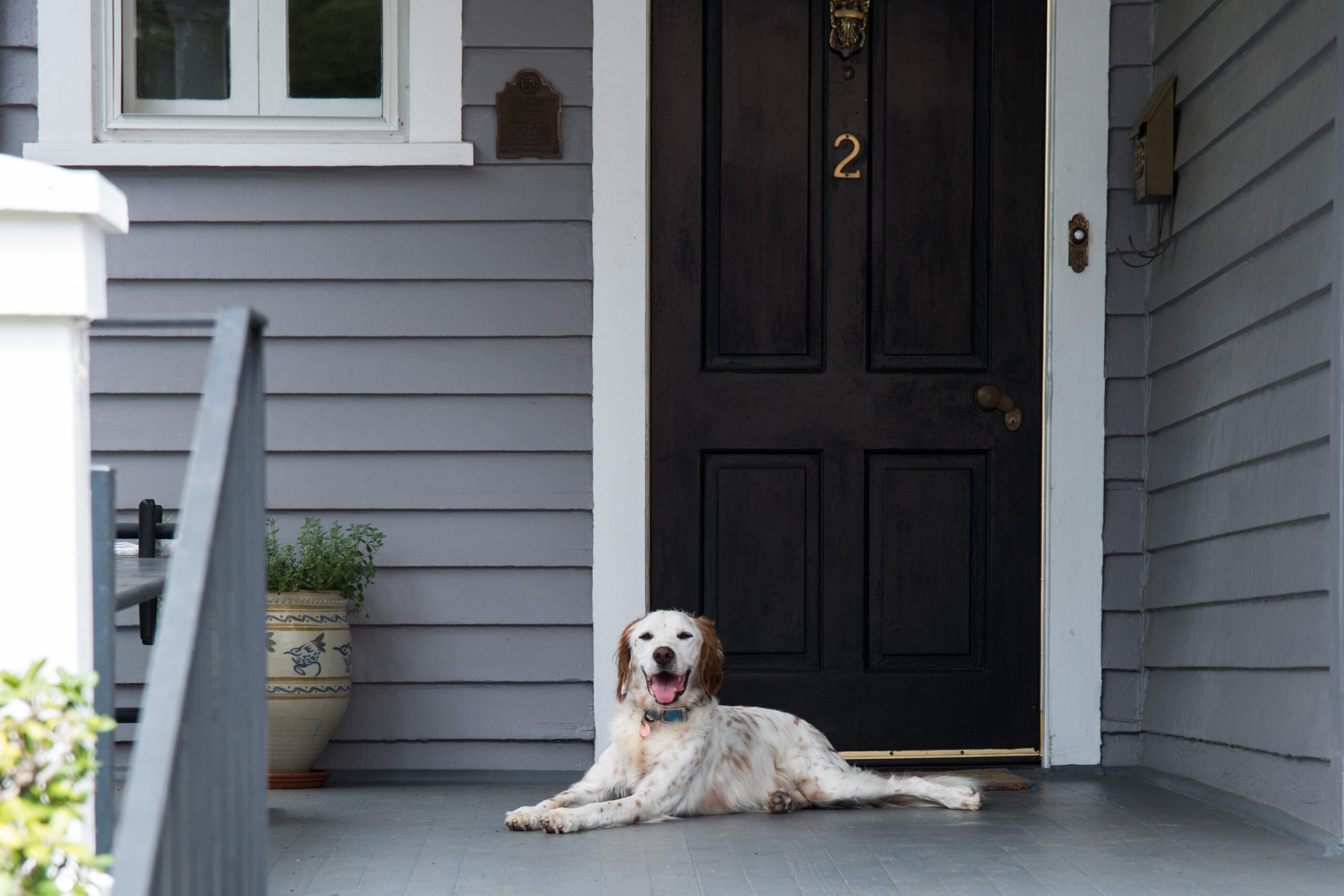 Should You Allow Pets in Your Rental Property? What Charlotte Owners Should Know